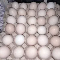 راننده وویزیتور پخش تخم مرغ