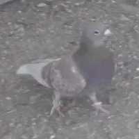 کفتر گمشده نواحی امیر آباد