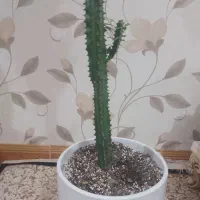 گل اف‌بی‌آی سبزوقرمز|گل و گیاه طبیعی|قزوین, |دیوار