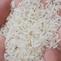 برنج فجر ترکمن صحرا