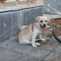 سگ اشپیتز نر|سگ|پیشوا, |دیوار