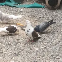 کفتر