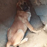 توله نر عراقی