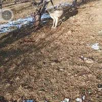 معاوضه|سگ|قصابه, |دیوار