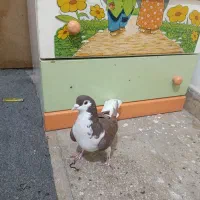 کفتر افغانی|پرنده|قرچک, قشلاق جیتو|دیوار