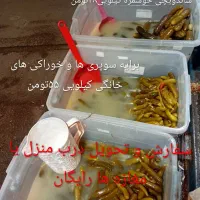خیارشور تازه