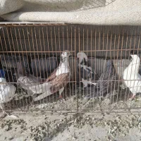 کبوتر پرشی ومسافتی