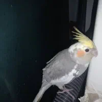 طوطی|پرنده|شوشتر, |دیوار