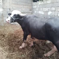 شهر