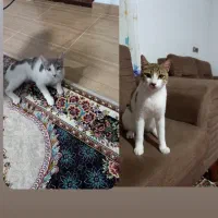واگذاری دو گربه خانگی