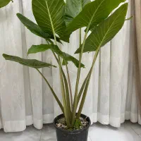 گل بابا آدم تنه قرمز