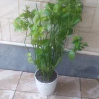 گلهای آپارتمانی زیبا وسر سبز وشاداب|گل و گیاه طبیعی|مراغه, |دیوار