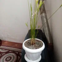 گل با گلدان|گل و گیاه طبیعی|تربت‌حیدریه, منظر|دیوار