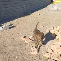 پیتبول اصل|سگ|مشگین شهر, |دیوار