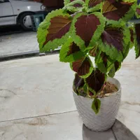 گل و گیاه|گل و گیاه طبیعی|دورود, |دیوار