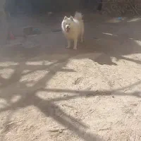 فروش سگ خانگی ب دلیل نداشتن مکان|سگ|نجف‌آباد, یزدانشهر|دیوار