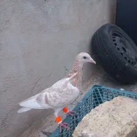 ۲عددزرد هفت رنگ مغلف خطی|پرنده|قزوین, |دیوار