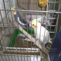 عروس هلندی|پرنده|قرچک, قشلاق جیتو|دیوار