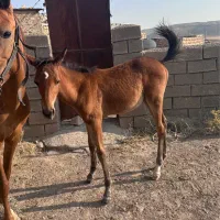مادیان با کره نریان ۳ ماه|اسب و تجهیزات اسب‌سواری|کرمانشاه, |دیوار
