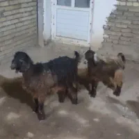 بز ماده|حیوانات مزرعه|همدان, |دیوار