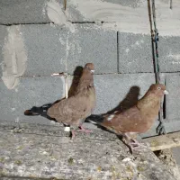 جفت کله ای