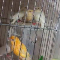 قناری جفت با جوجه وتک بلند