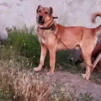 سگ‌سرابی ‌۲ساله‌‌