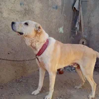 سگ بزرگ‌ جثه