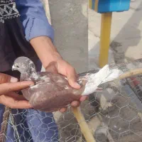 بور مگس نر|پرنده|زهک, |دیوار