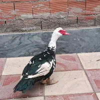 اردک خروس بوقلمون طبیعی