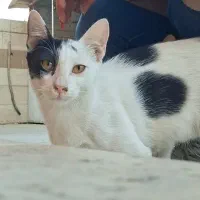 گربه واگذاری