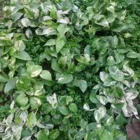 گل پتوس  زیبا وسالم|گل و گیاه طبیعی|ماسال, |دیوار