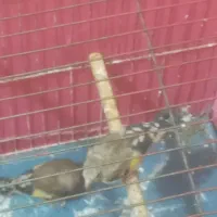 جوجه سهره