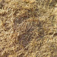 کاه|حیوانات مزرعه|اندیمشک, |دیوار