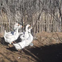 قوغاز لیندا کرچی اصیل