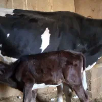 اهواز  رامشیر|حیوانات مزرعه|رامشیر, |دیوار