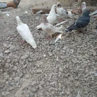 کفتر|پرنده|بندرعباس, |دیوار