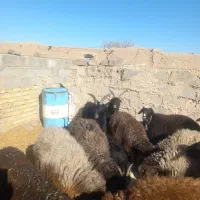 بزغاله دوبر