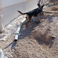 واگذاری سگ ژرمن شپرد