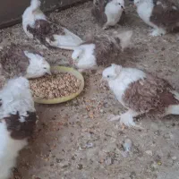 کبوتر جکسون123