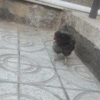 مرغ|حیوانات مزرعه|نیشابور, شهرکهنه|دیوار