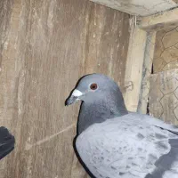 کفتر پلاکی|پرنده|شیراز, کیان آباد|دیوار