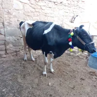 گاو هلشتاین.|حیوانات مزرعه|مسجد سلیمان, |دیوار