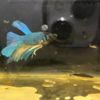 ماهی فایتر هافمون|ماهی|قدس, شهر‌قدس|دیوار