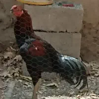 خروس لاری تا ج مهر اصیل