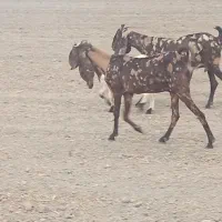 دوتا بز بزغاله دار پلنگی جنس