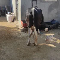 گاو گوساله شیری روزی 17تا 21شیر میده|حیوانات مزرعه|رومشکان, |دیوار