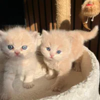 رزرو گربه های اصیل و اشرافی