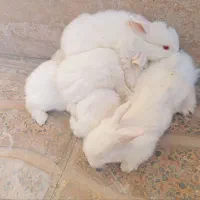 خرگوش سفید چشم شرابی|موش و خرگوش|بروجرد, |دیوار