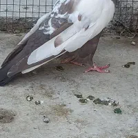 ماده دمبی ویه جفت شازده سرور وهما|پرنده|فلاورجان, |دیوار